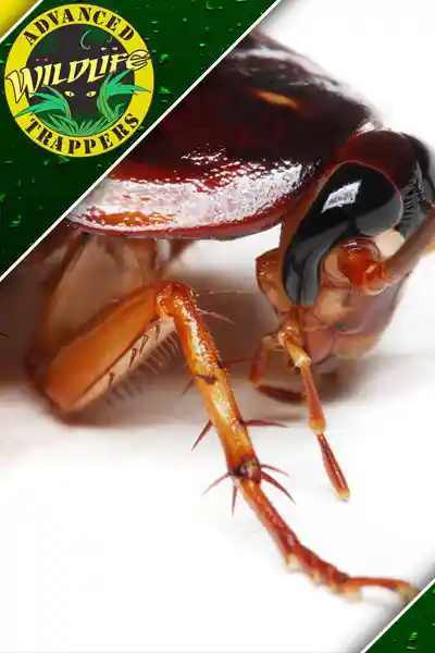 Cockroach Exterminator - Bug and Insect Pest Control Services