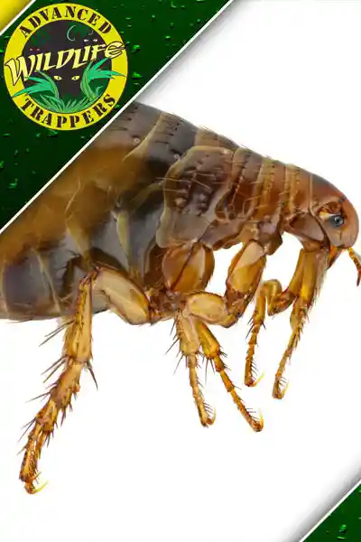 Flea Exterminator - Bug and Insect Pest Control Services