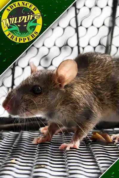 Rodent - Rat Exterminators - Trapping and Control Services