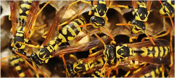 Central Florida Bug - Insect Extermination Services