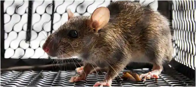 Central Florida Rat - Rodent Extermination Services