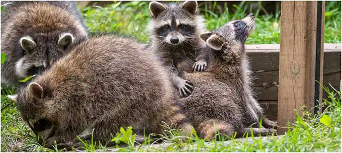 Animal - Wildlife Trapping in Central Florida